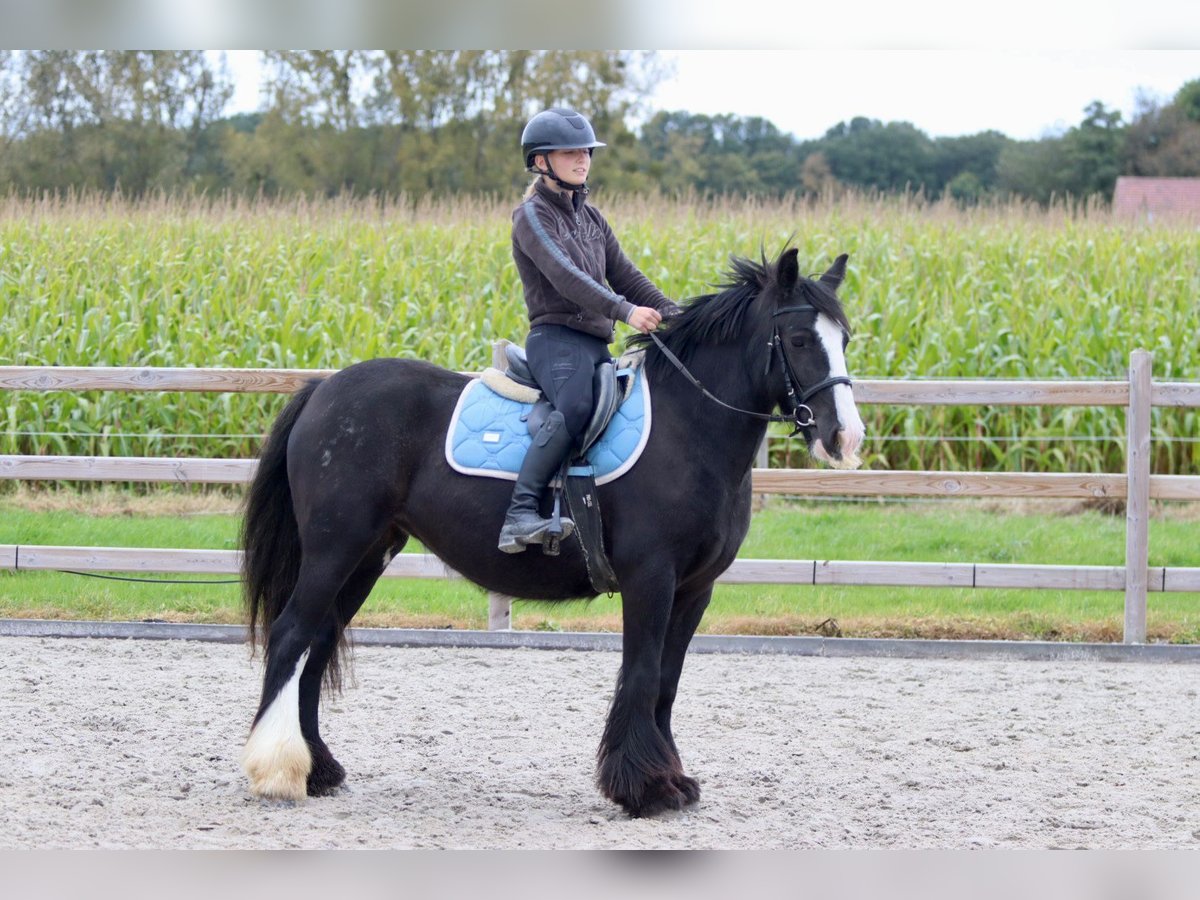 Cob Irlandese / Tinker / Gypsy Vanner Giumenta 4 Anni 144 cm Morello in Bogaarden