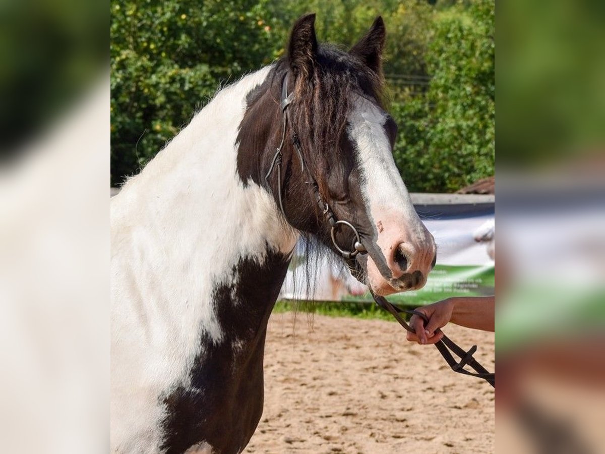 Cob Irlandese / Tinker / Gypsy Vanner Giumenta 4 Anni 144 cm Pezzato in Wlen