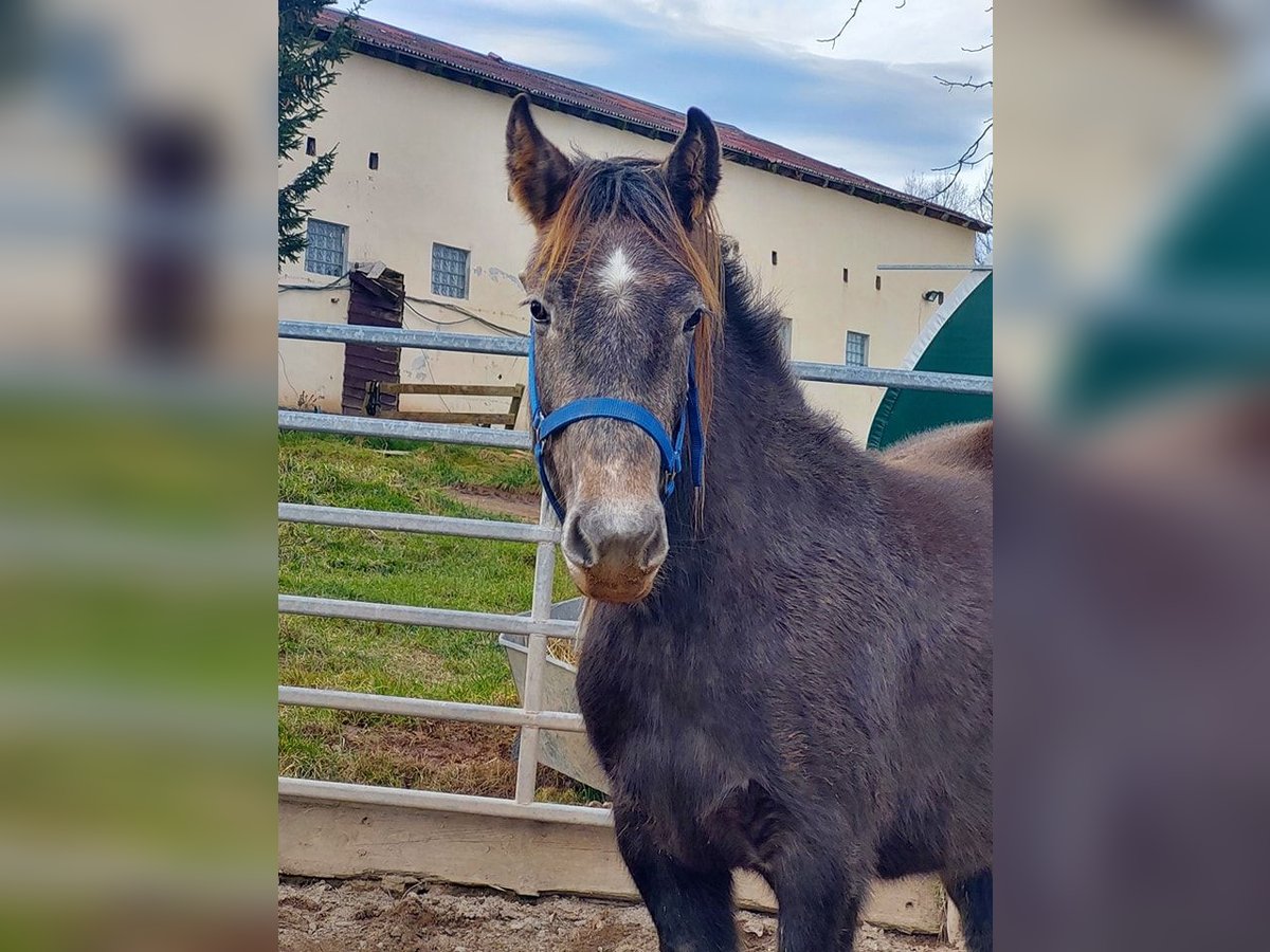 Cob Irlandese / Tinker / Gypsy Vanner Mix Giumenta 4 Anni 145 cm Grigio in Wlen