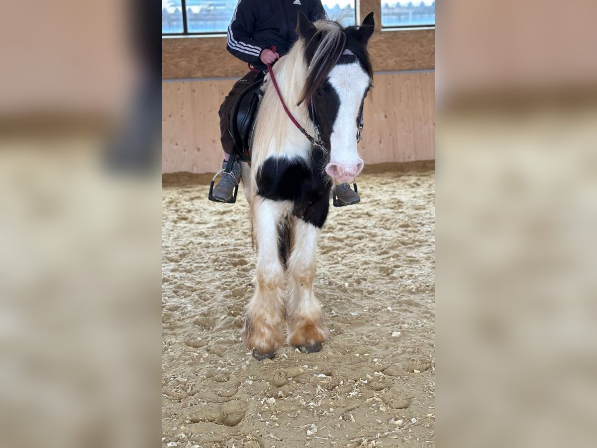 Cob Irlandese / Tinker / Gypsy Vanner Giumenta 4 Anni 145 cm Pezzato in Hillesheim