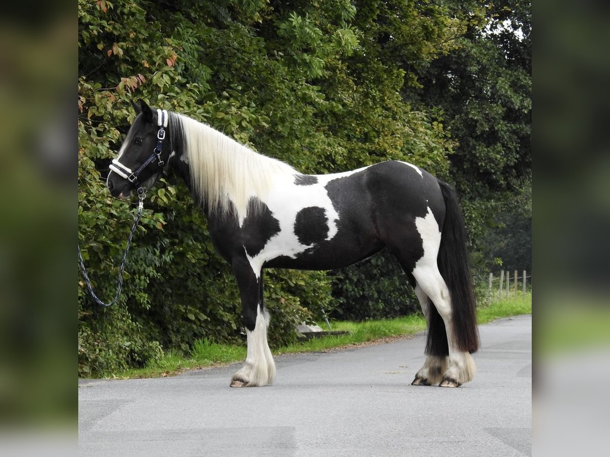 Cob Irlandese / Tinker / Gypsy Vanner Giumenta 4 Anni 145 cm Pezzato in Verl