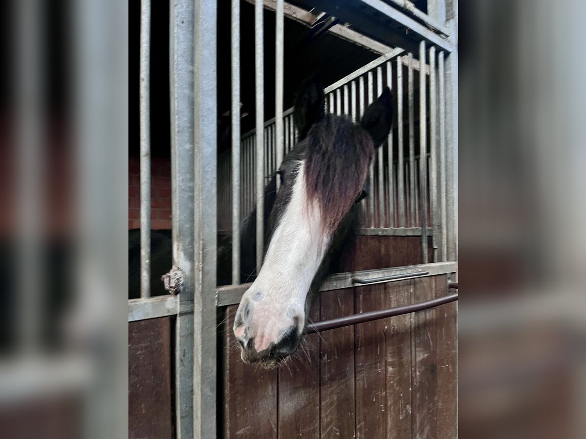 Cob Irlandese / Tinker / Gypsy Vanner Giumenta 4 Anni 147 cm Morello in Nettersheim