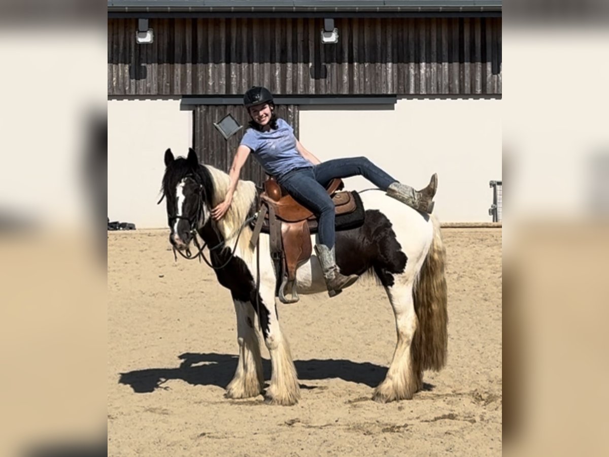 Cob Irlandese / Tinker / Gypsy Vanner Giumenta 4 Anni 148 cm Pezzato in Daleiden