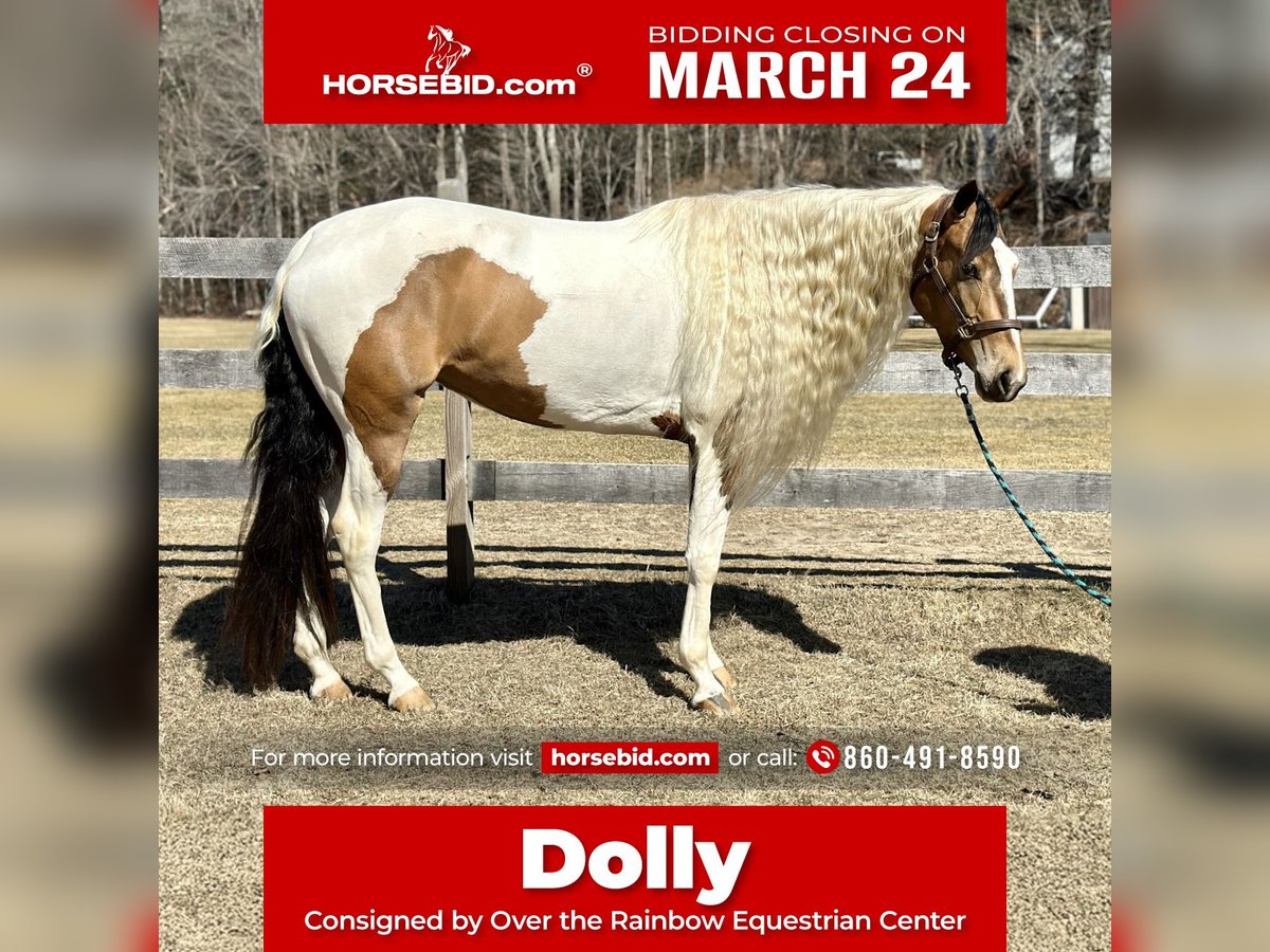 Cob Irlandese / Tinker / Gypsy Vanner Mix Giumenta 4 Anni 155 cm in Granby, CT