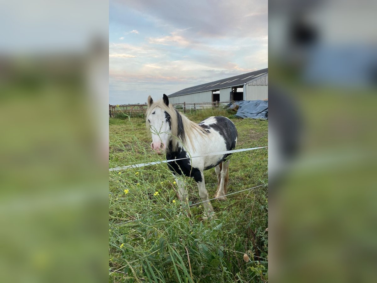 Cob Irlandese / Tinker / Gypsy Vanner Giumenta 5 Anni 125 cm Grigio ferro in Eethen