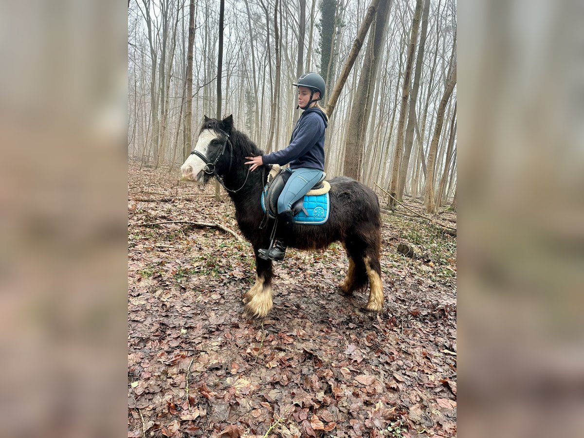 Cob Irlandese / Tinker / Gypsy Vanner Giumenta 5 Anni 125 cm Morello in Bogaarden