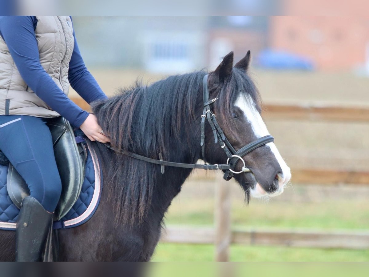 Cob Irlandese / Tinker / Gypsy Vanner Giumenta 5 Anni 131 cm Morello in Bogaarden