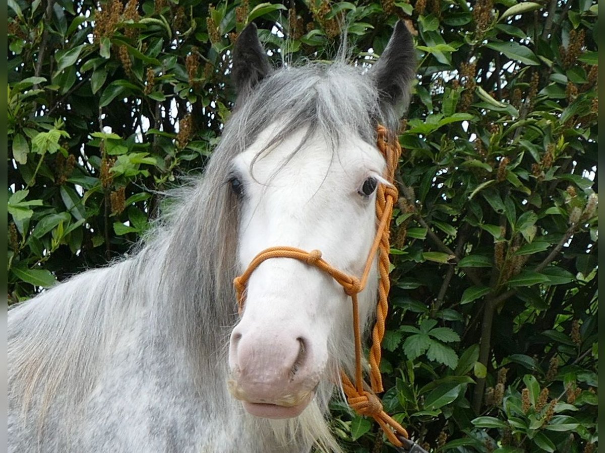 Cob Irlandese / Tinker / Gypsy Vanner Giumenta 5 Anni 134 cm Roano blu in Lathen