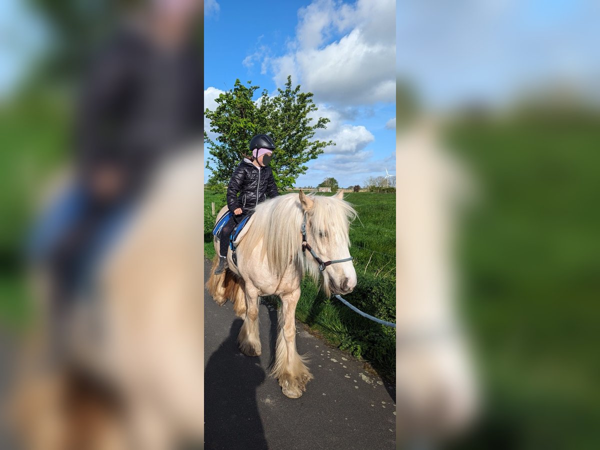 Cob Irlandese / Tinker / Gypsy Vanner Giumenta 5 Anni 140 cm Palomino in Hinte