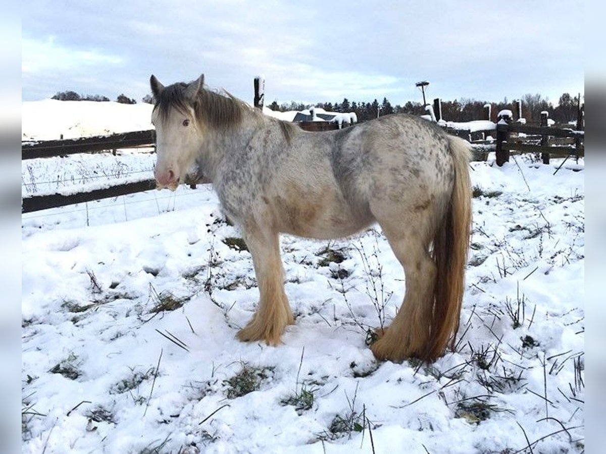 Cob Irlandese / Tinker / Gypsy Vanner Giumenta 5 Anni 140 cm Pezzato in Wlen