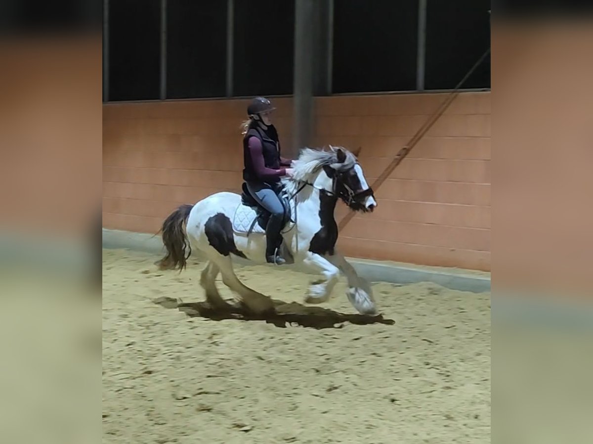 Cob Irlandese / Tinker / Gypsy Vanner Giumenta 5 Anni 145 cm Pezzato in Lage