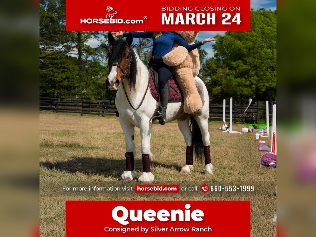 Cob Irlandese / Tinker / Gypsy Vanner Mix Giumenta 5 Anni 147 cm in Ocala, FL