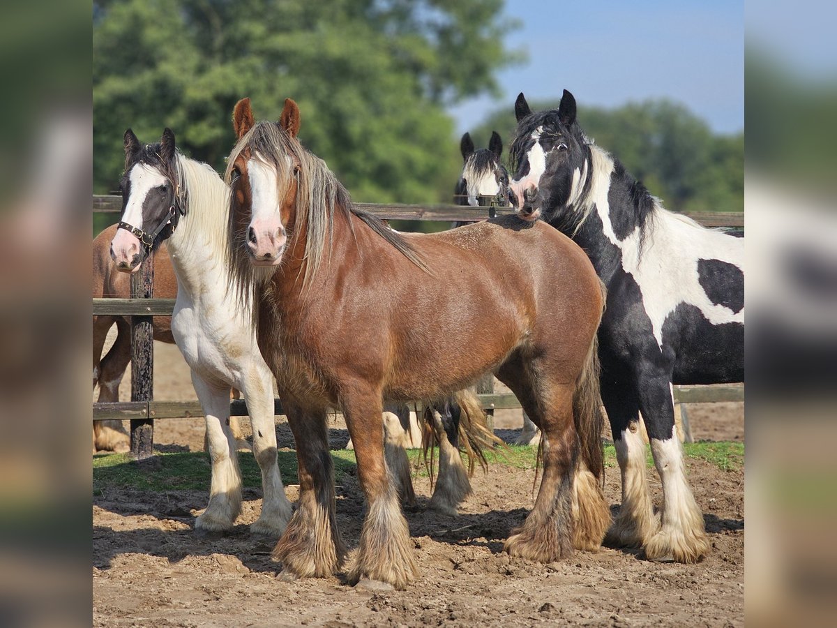 Cob Irlandese / Tinker / Gypsy Vanner Giumenta 5 Anni 147 cm Sauro in Zenderen