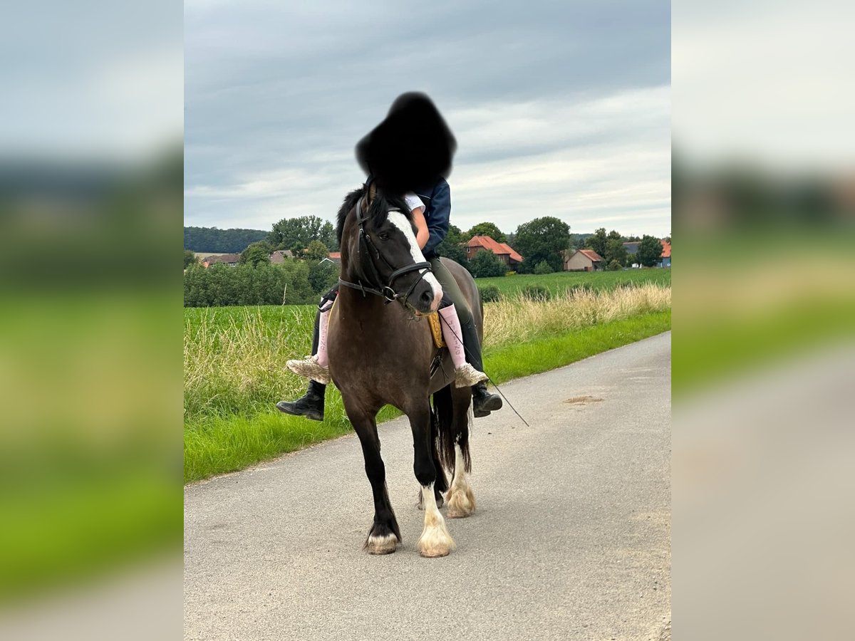 Cob Irlandese / Tinker / Gypsy Vanner Mix Giumenta 5 Anni 149 cm Falbo in Alfeld (Leine)