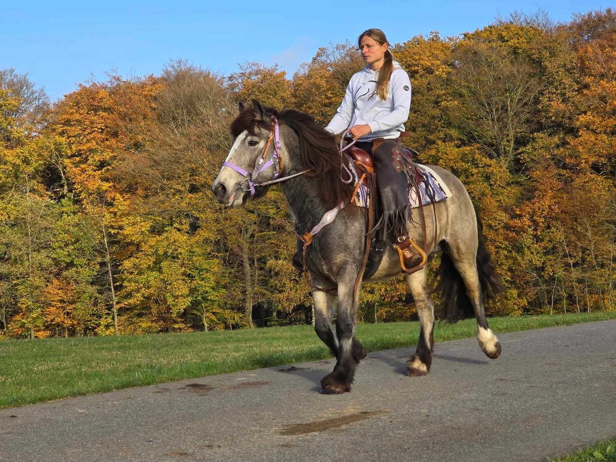 Cob Irlandese / Tinker / Gypsy Vanner Giumenta 5 Anni 152 cm Pelle di daino in Linkenbach