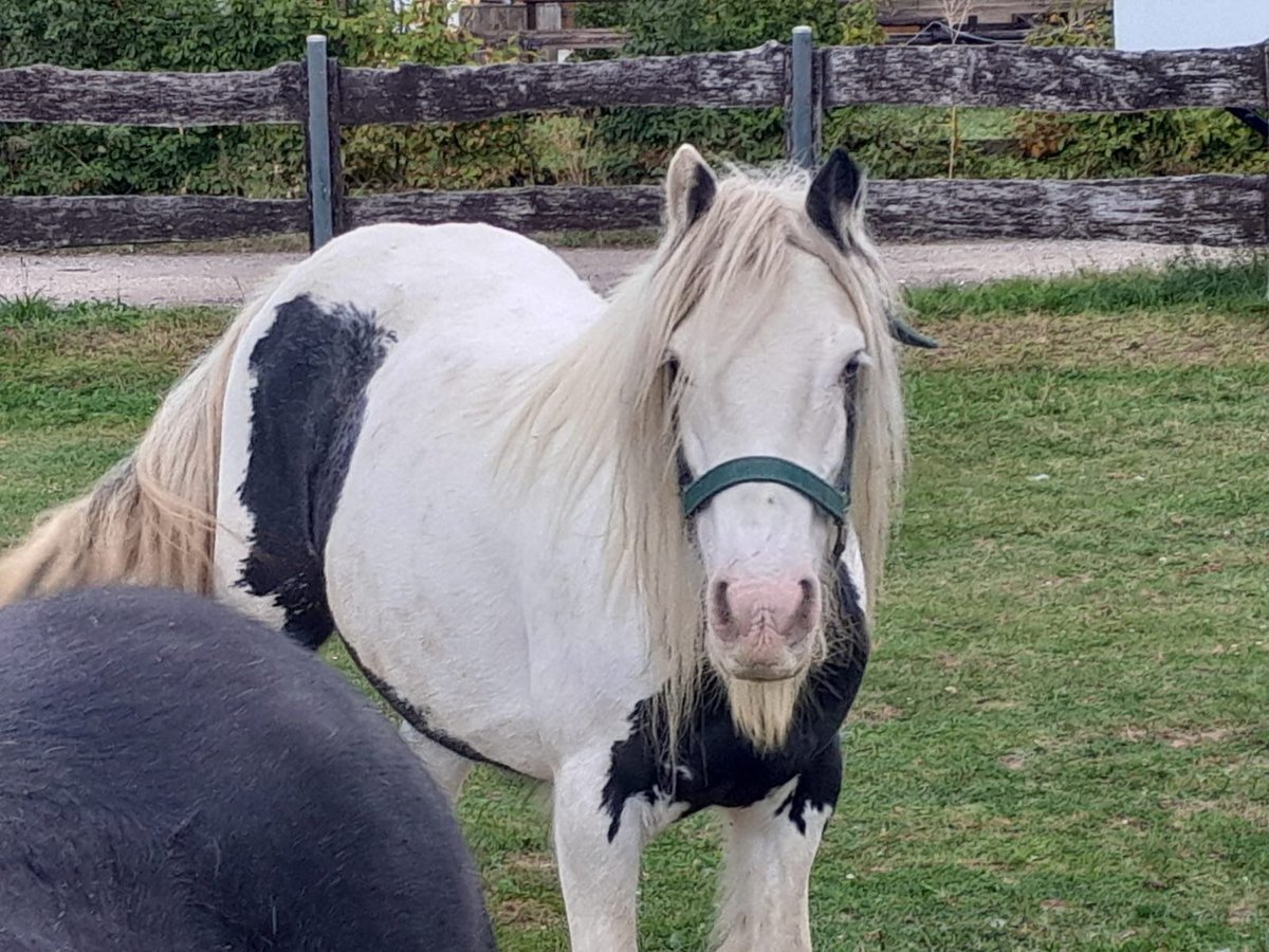 Cob Irlandese / Tinker / Gypsy Vanner Giumenta 6 Anni 127 cm Pezzato in Niederzier