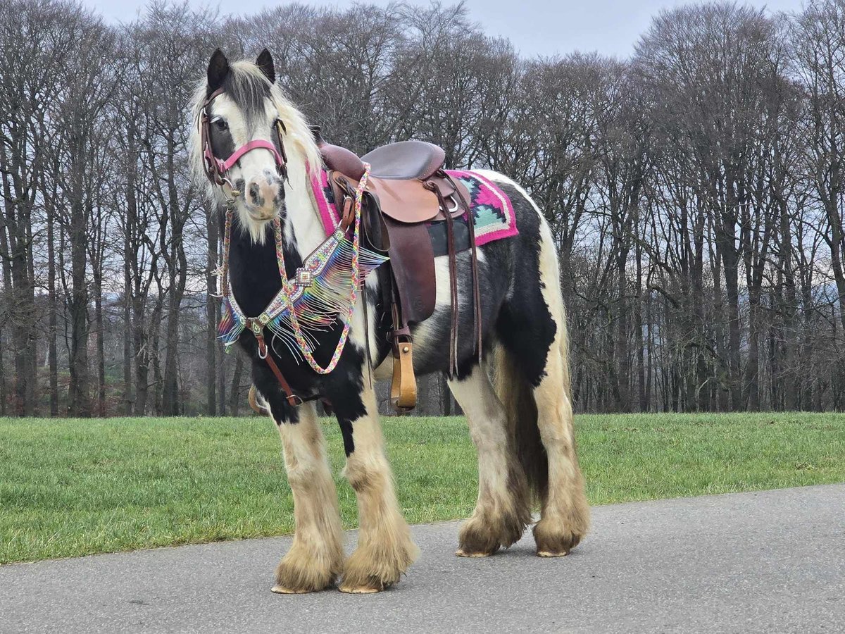 Cob Irlandese / Tinker / Gypsy Vanner Giumenta 6 Anni 130 cm Pezzato in Linkenbach