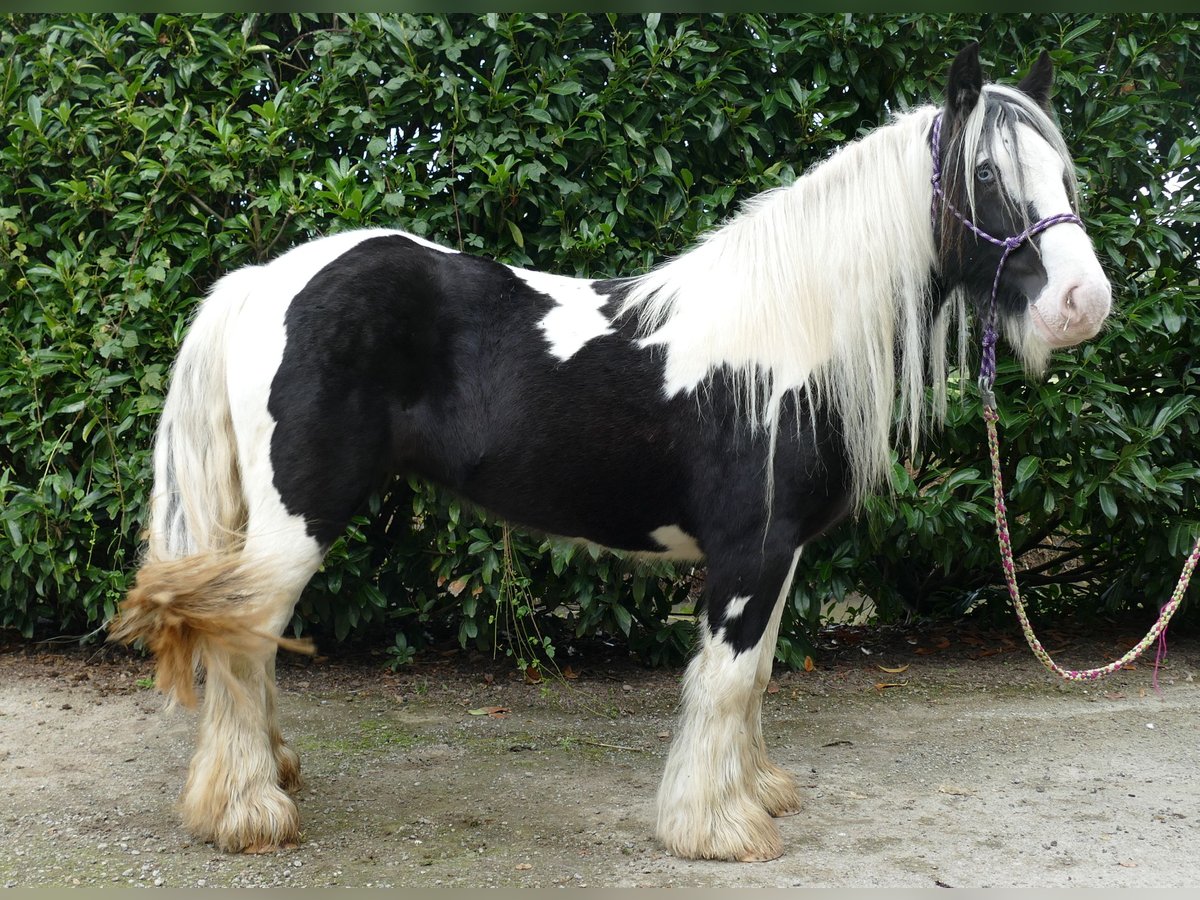 Cob Irlandese / Tinker / Gypsy Vanner Giumenta 6 Anni 131 cm Pezzato in Lathen