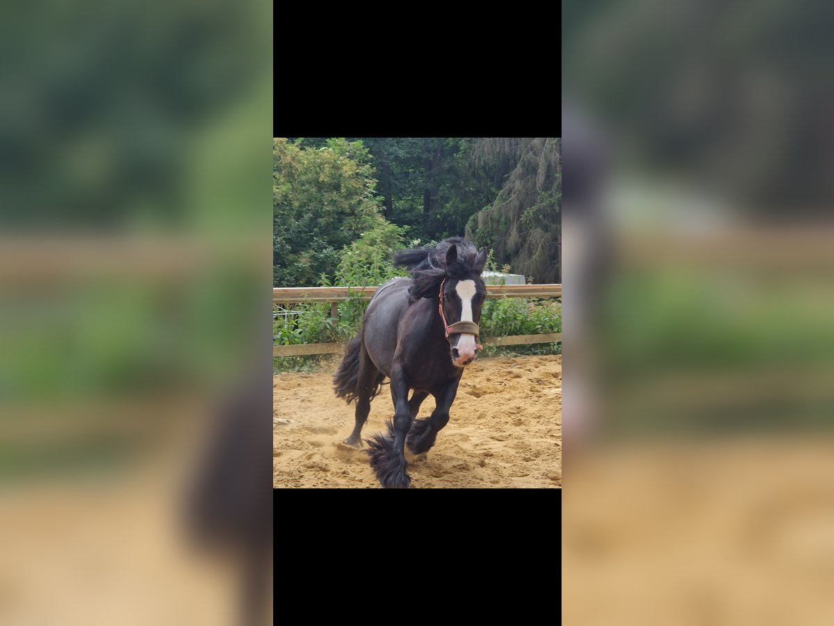 Cob Irlandese / Tinker / Gypsy Vanner Giumenta 6 Anni 135 cm Morello in Schweppenhausen