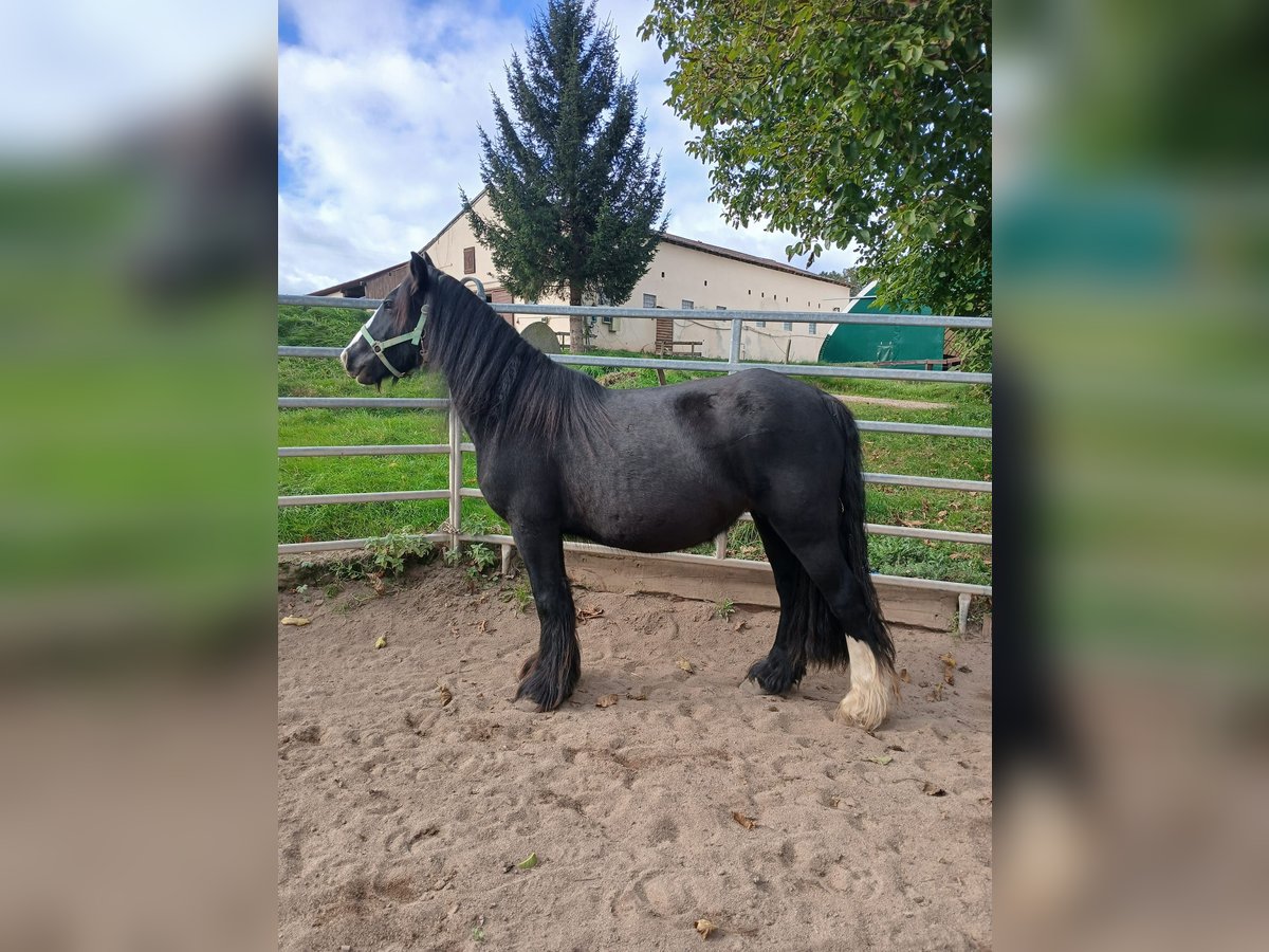 Cob Irlandese / Tinker / Gypsy Vanner Giumenta 6 Anni 136 cm Morello in Klecza  Wlen