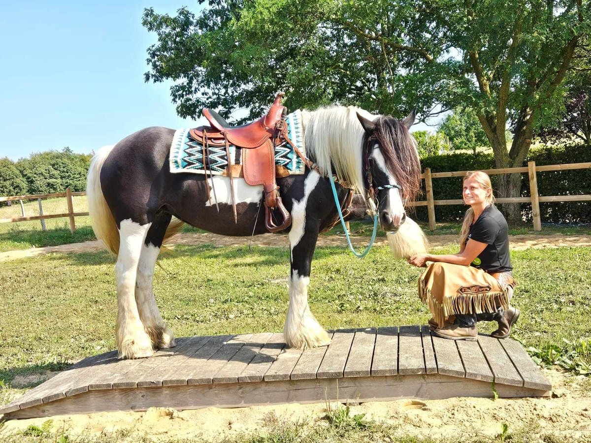 Cob Irlandese / Tinker / Gypsy Vanner Mix Giumenta 6 Anni 155 cm Pezzato in Linkenbach