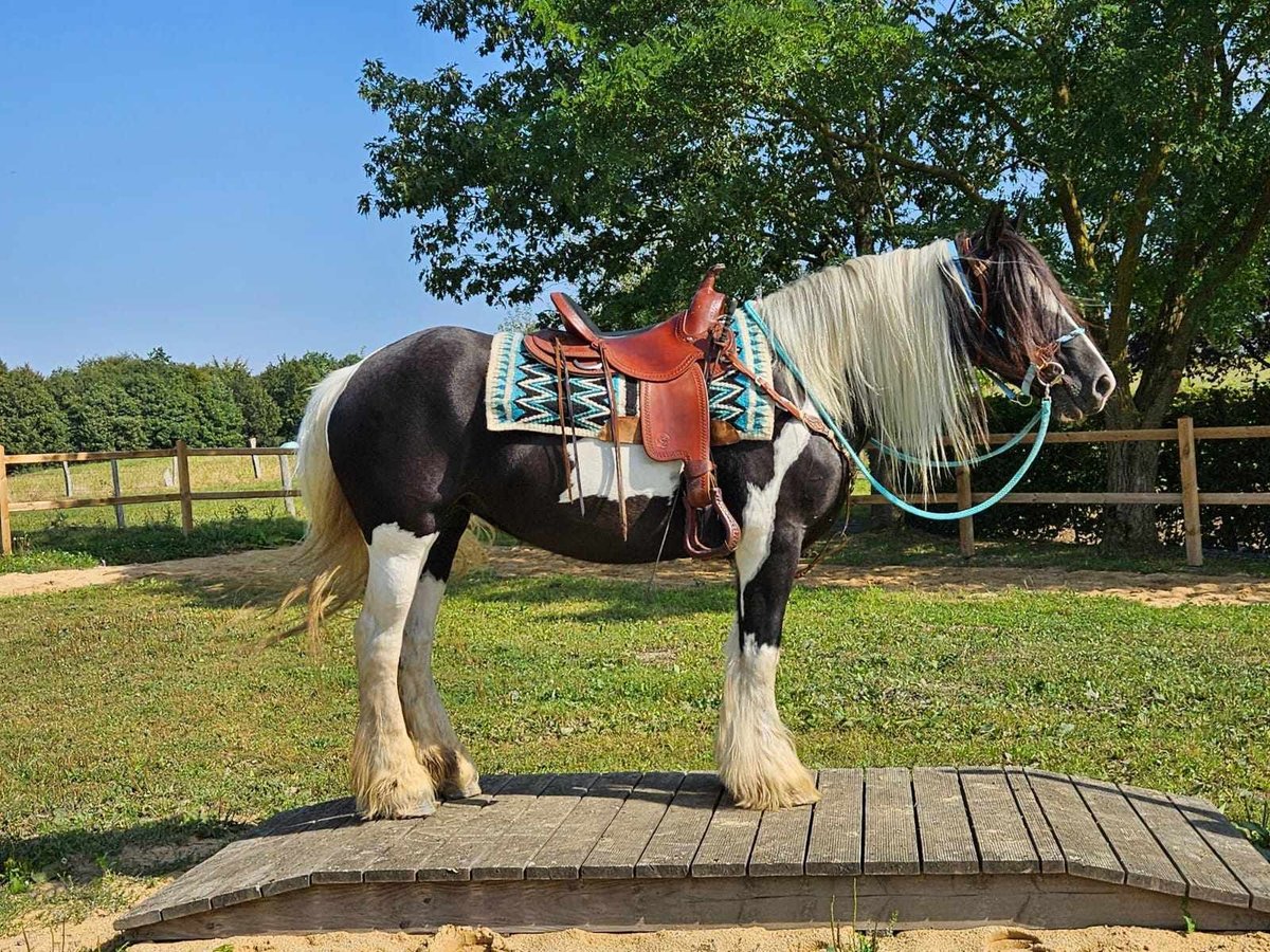 Cob Irlandese / Tinker / Gypsy Vanner Giumenta 6 Anni 155 cm Pezzato in Linkenbach