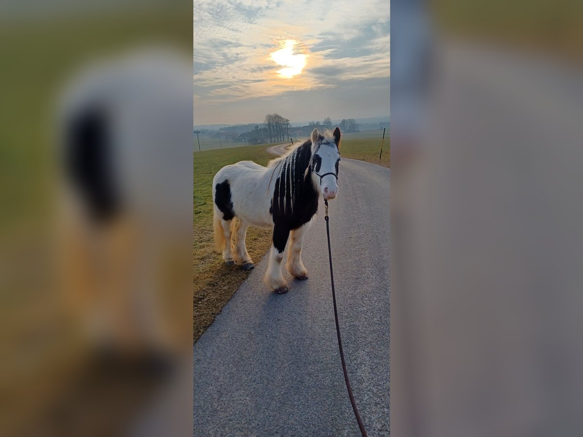 Cob Irlandese / Tinker / Gypsy Vanner Mix Giumenta 7 Anni 123 cm Pezzato in Wessobrunn