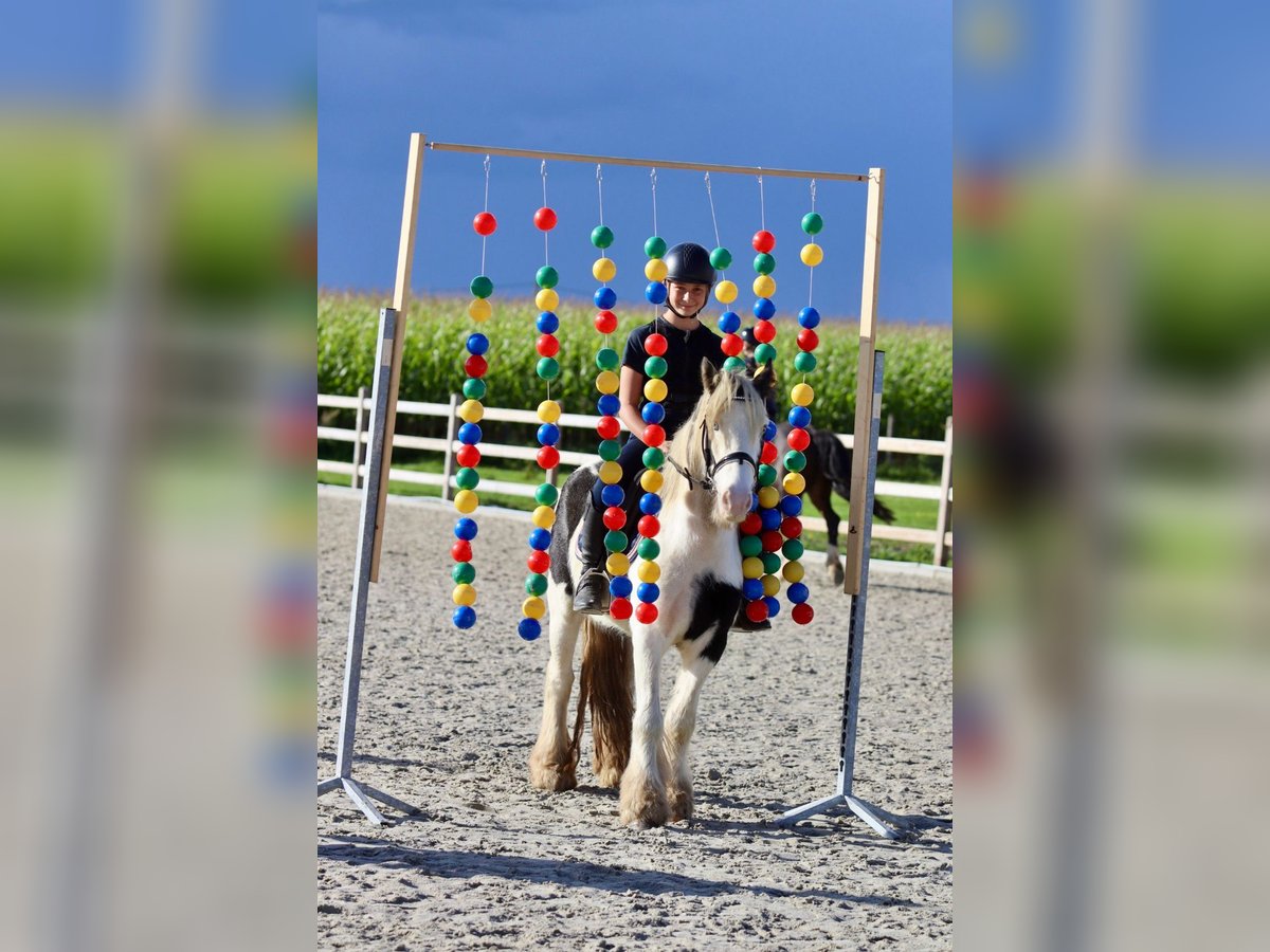 Cob Irlandese / Tinker / Gypsy Vanner Giumenta 7 Anni 125 cm Pezzato in Bogaarden