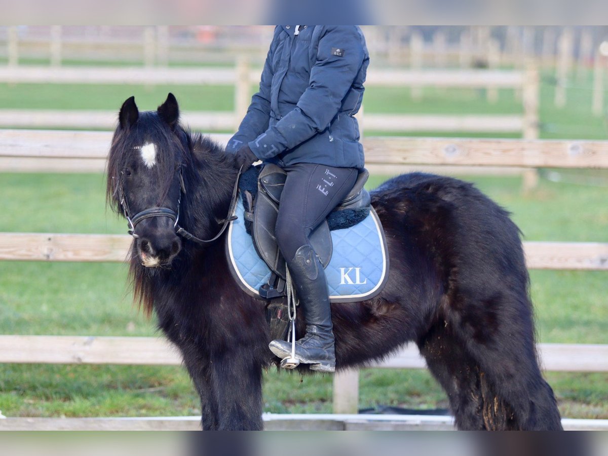 Cob Irlandese / Tinker / Gypsy Vanner Giumenta 7 Anni 126 cm Morello in Bogaarden