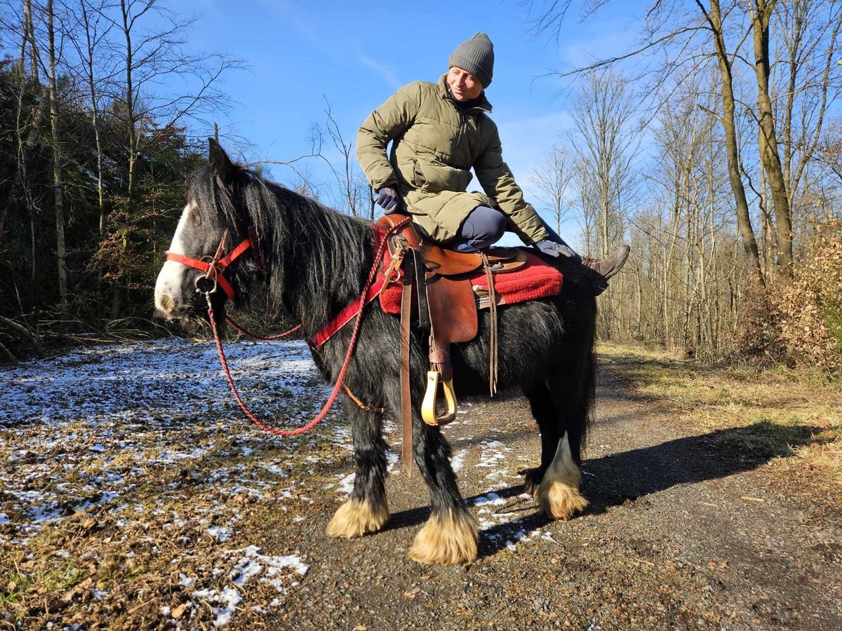 Cob Irlandese / Tinker / Gypsy Vanner Giumenta 7 Anni 128 cm Morello in Linkenbach