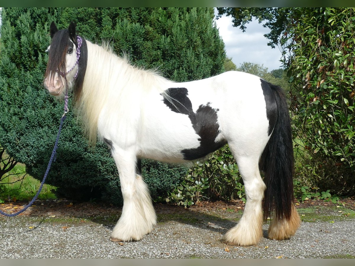 Cob Irlandese / Tinker / Gypsy Vanner Giumenta 7 Anni 128 cm Pezzato in Lathen