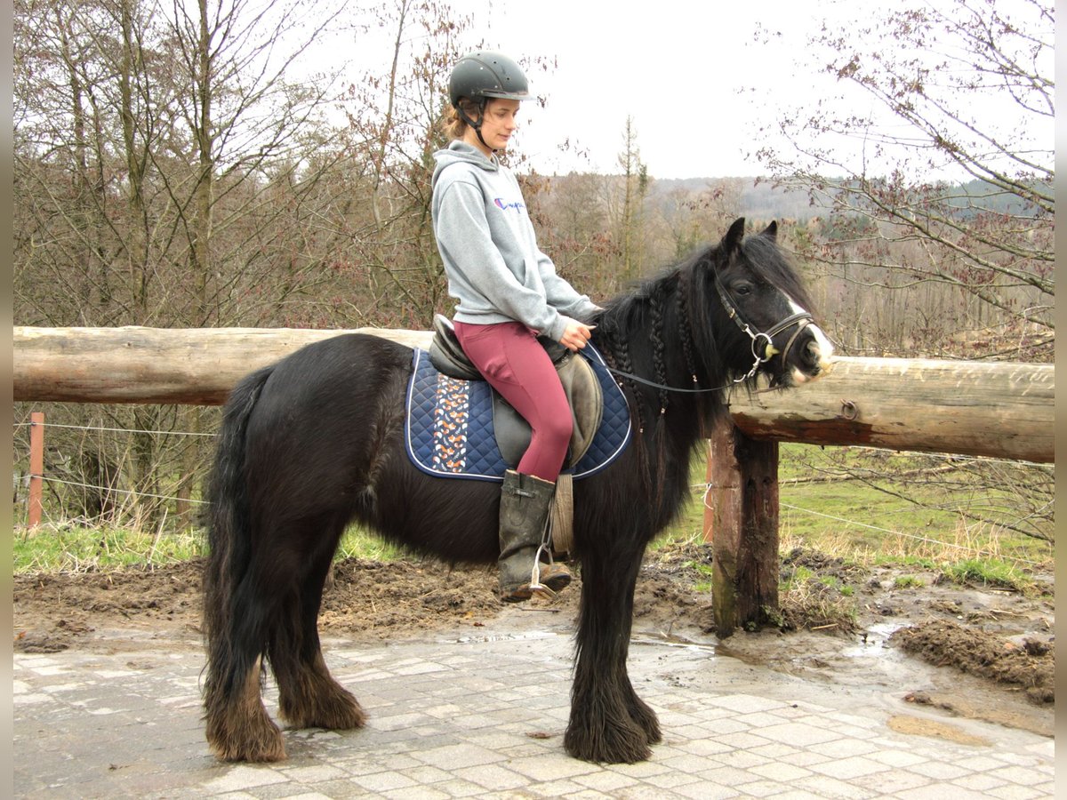 Cob Irlandese / Tinker / Gypsy Vanner Giumenta 7 Anni 130 cm Morello in Großalmerode