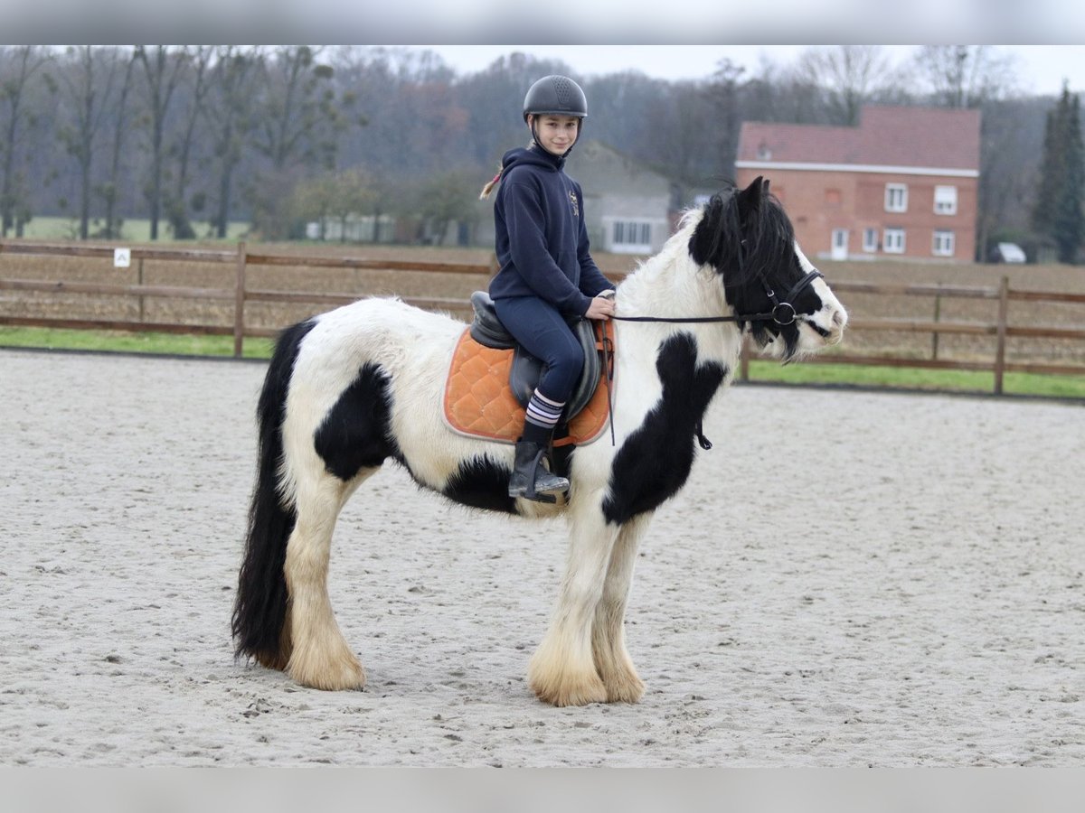 Cob Irlandese / Tinker / Gypsy Vanner Giumenta 7 Anni 130 cm Pezzato in Bogaarden