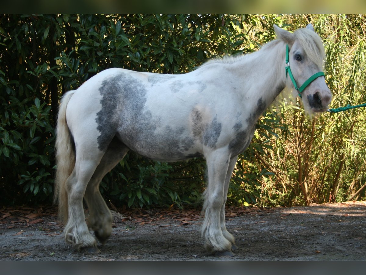 Cob Irlandese / Tinker / Gypsy Vanner Giumenta 7 Anni 130 cm Pezzato in Lathen