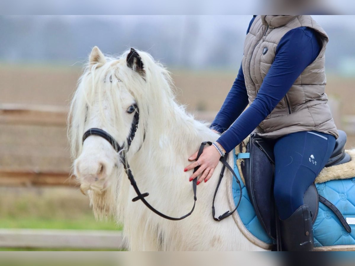 Cob Irlandese / Tinker / Gypsy Vanner Giumenta 7 Anni 135 cm Pezzato in Bogaarden