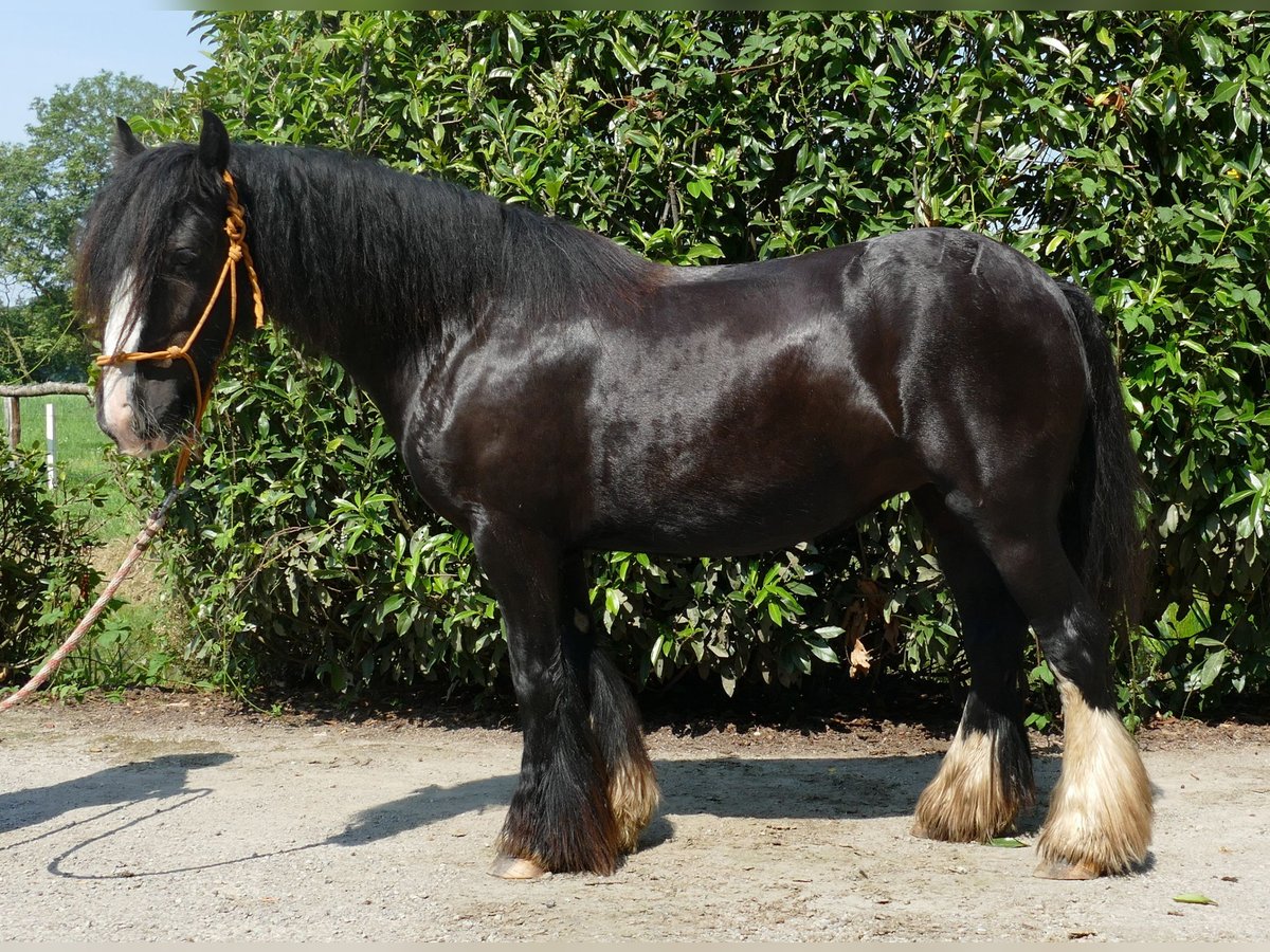 Cob Irlandese / Tinker / Gypsy Vanner Giumenta 7 Anni 138 cm Morello in Lathen