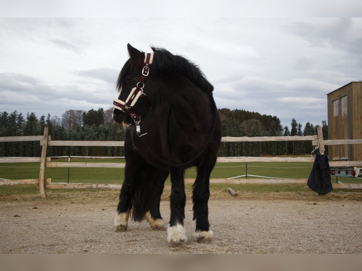 Cob Irlandese / Tinker / Gypsy Vanner Mix Giumenta 7 Anni 138 cm Morello in Oberhaching