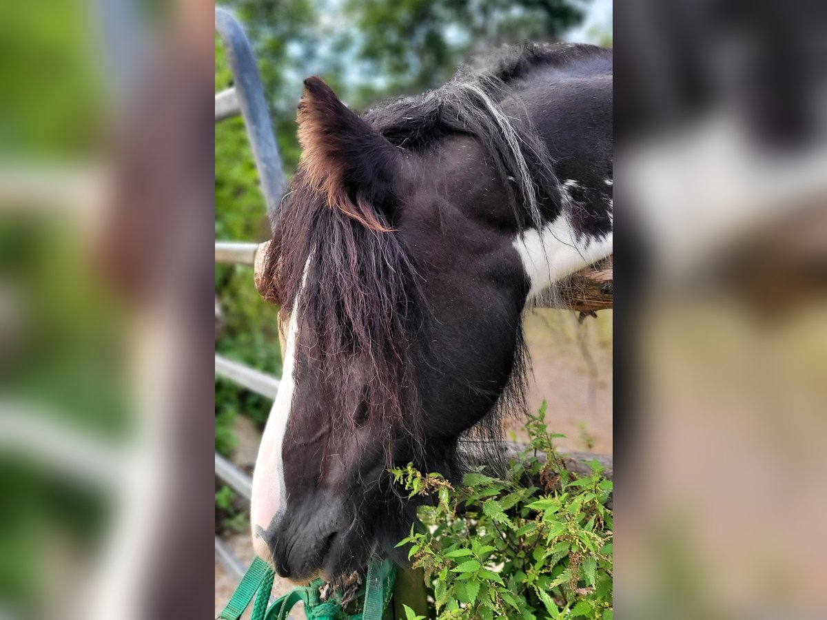 Cob Irlandese / Tinker / Gypsy Vanner Giumenta 7 Anni 140 cm Pezzato in Großalmerode