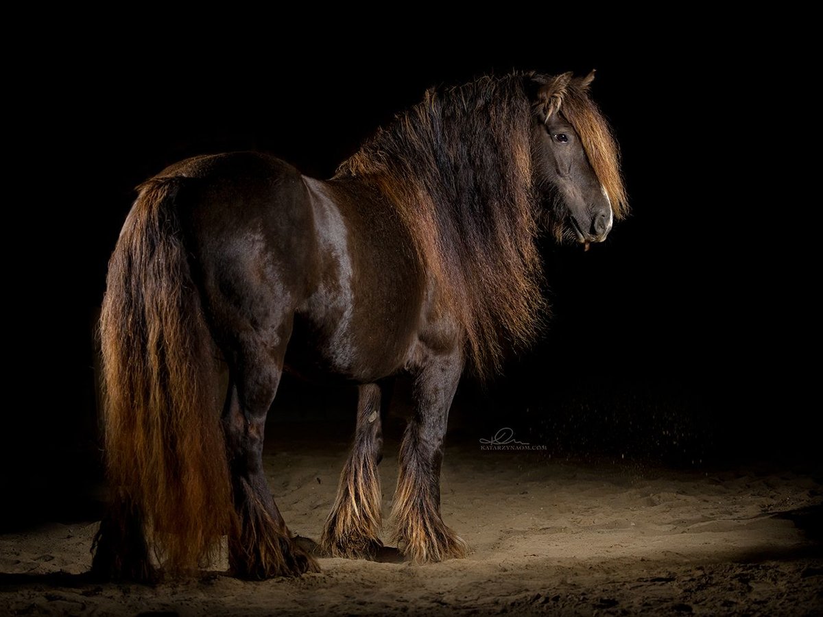 Cob Irlandese / Tinker / Gypsy Vanner Giumenta 7 Anni 142 cm Baio in Pieszyce