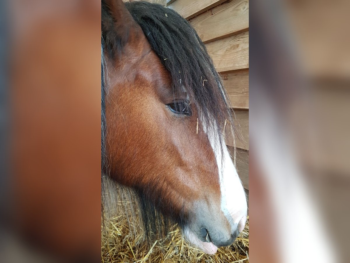 Cob Irlandese / Tinker / Gypsy Vanner Giumenta 7 Anni 154 cm Pezzato in Nordhausen