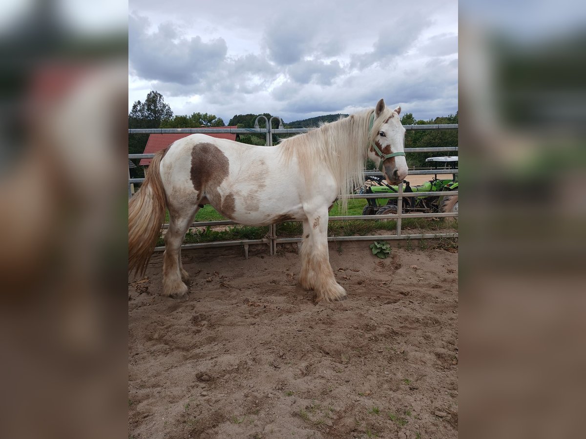 Cob Irlandese / Tinker / Gypsy Vanner Giumenta 7 Anni 155 cm Sauro in Klecza Wlen