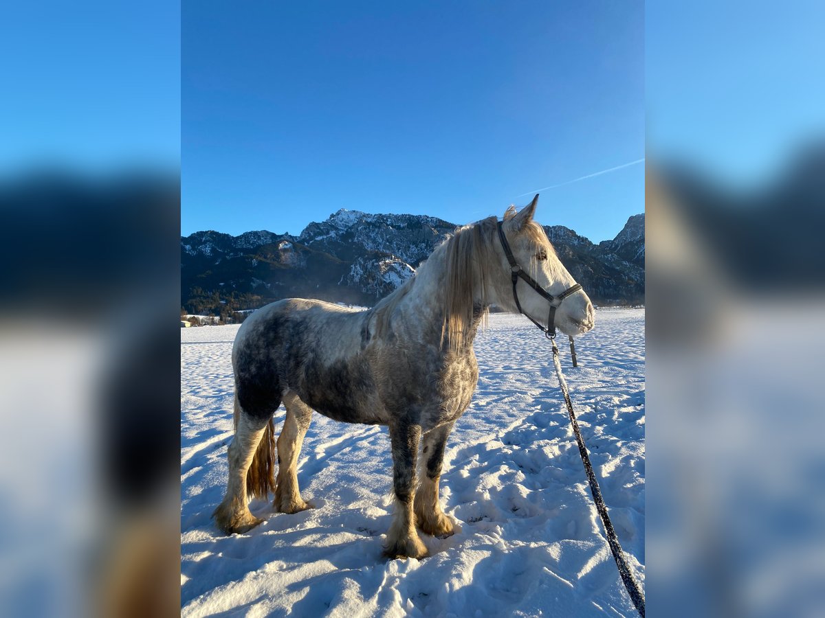 Cob Irlandese / Tinker / Gypsy Vanner Giumenta 7 Anni 160 cm Grigio in Schwangau