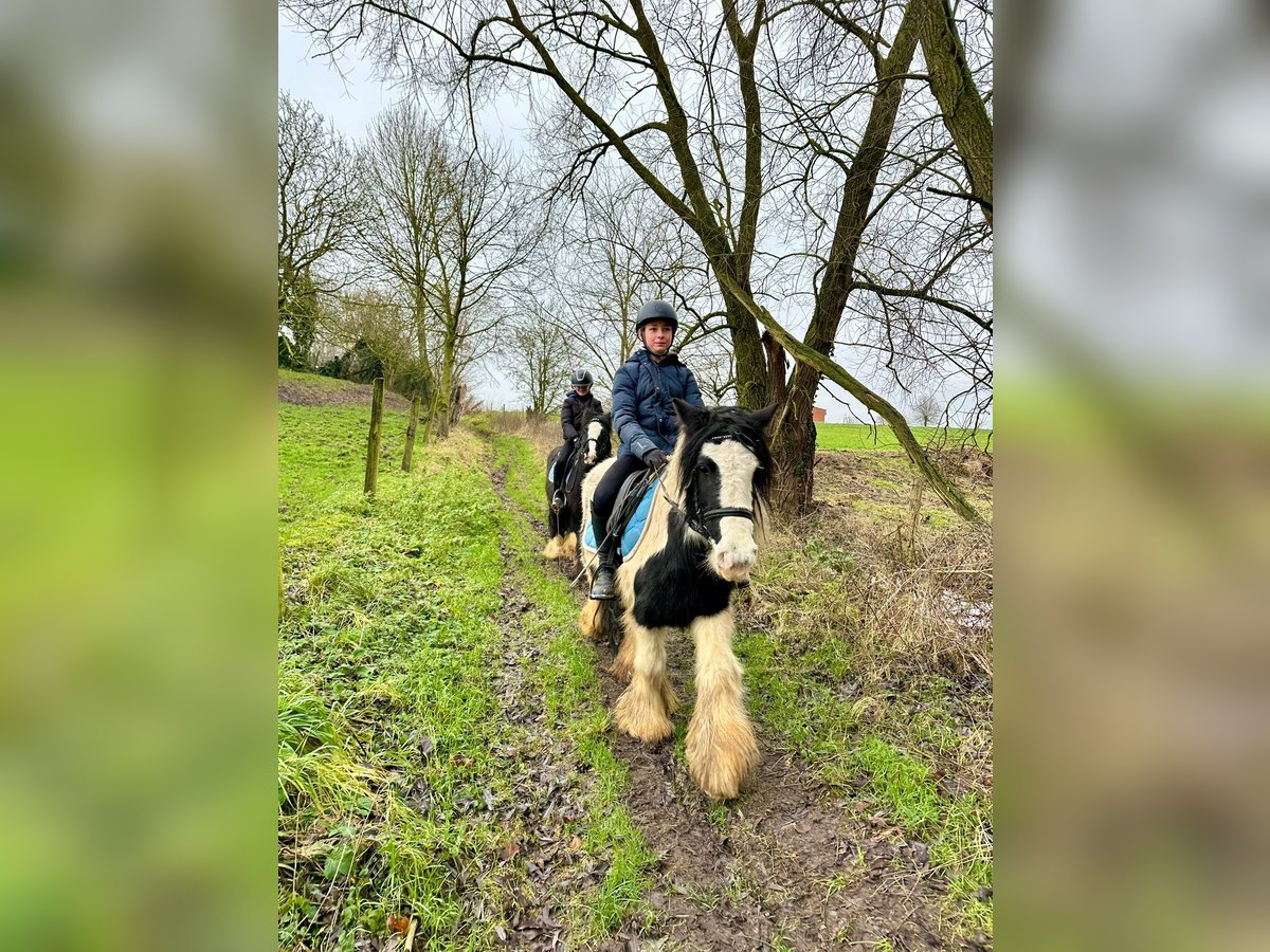 Cob Irlandese / Tinker / Gypsy Vanner Giumenta 8 Anni 130 cm Pezzato in Bogaarden