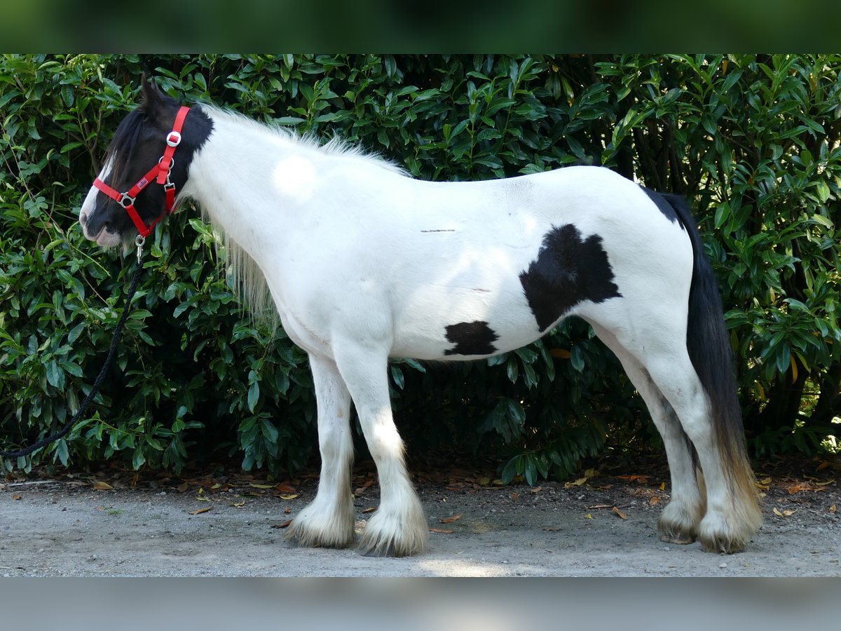 Cob Irlandese / Tinker / Gypsy Vanner Giumenta 8 Anni 136 cm Pezzato in Lathen