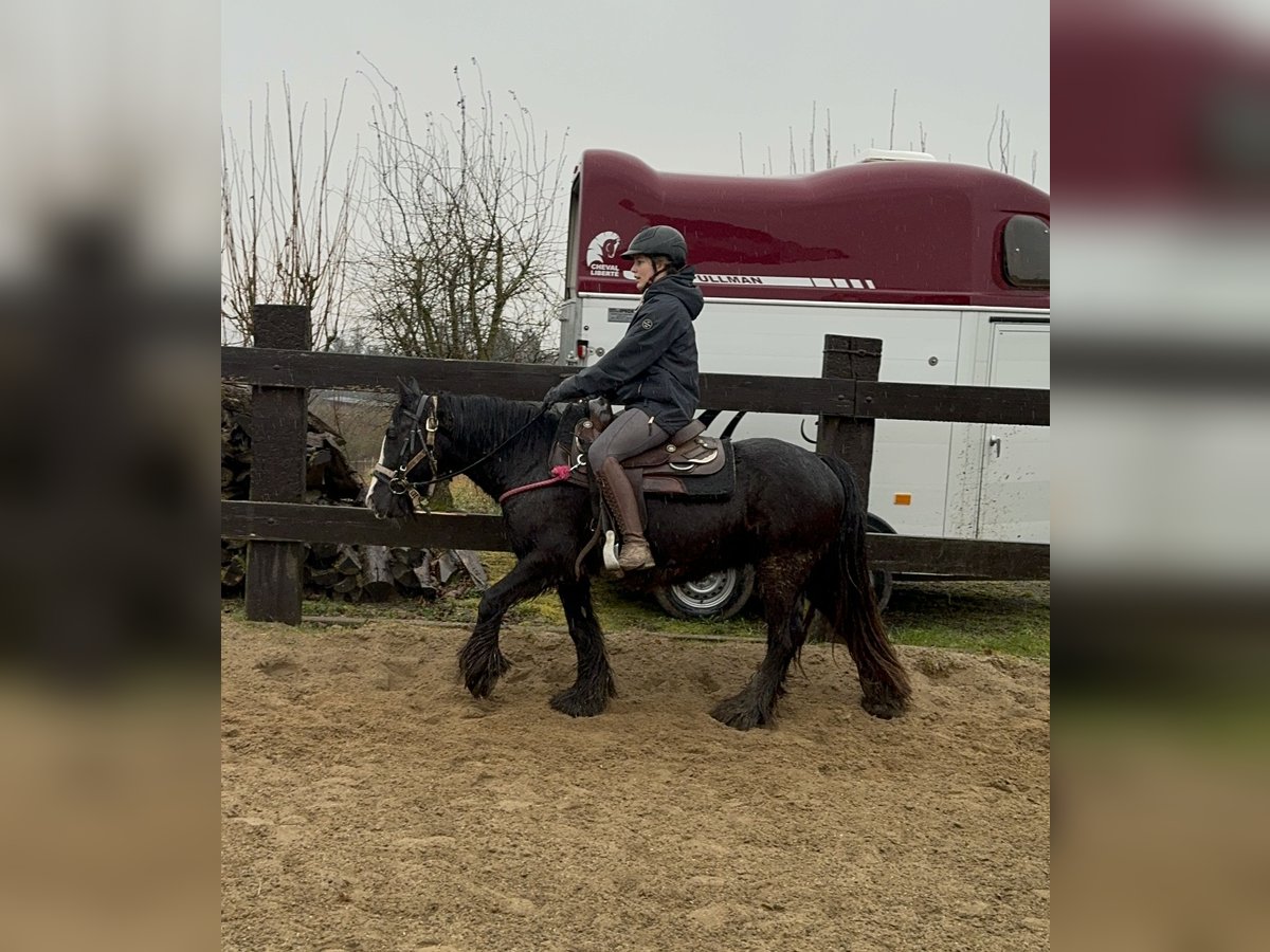 Cob Irlandese / Tinker / Gypsy Vanner Giumenta 8 Anni 137 cm Morello in Daleiden