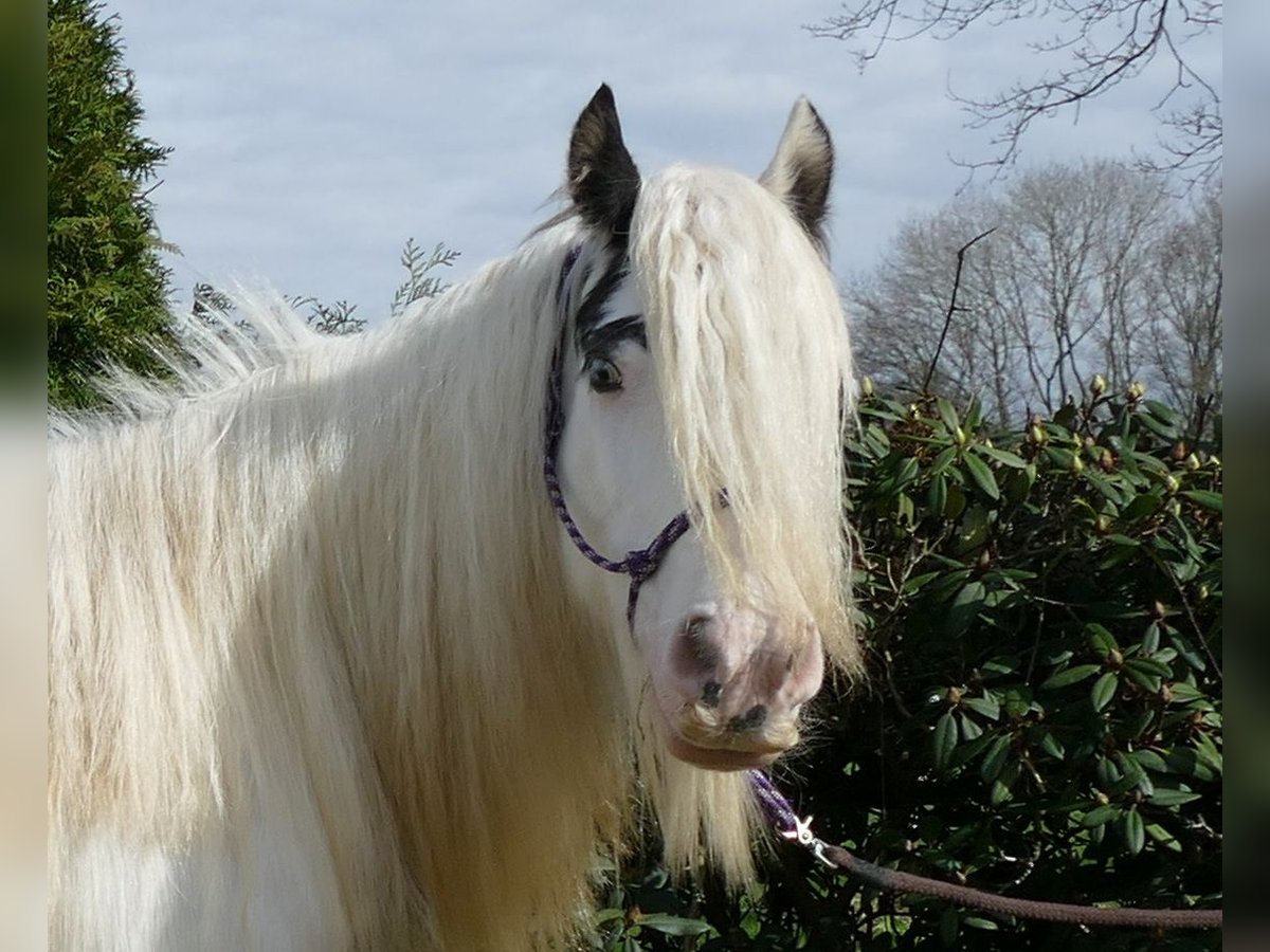 Cob Irlandese / Tinker / Gypsy Vanner Giumenta 8 Anni 138 cm Pezzato in Lathen