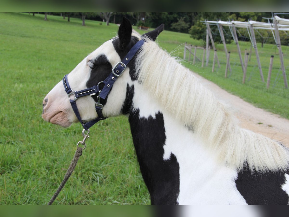 Cob Irlandese / Tinker / Gypsy Vanner Giumenta 8 Anni 140 cm Pezzato in St. Pantaleon