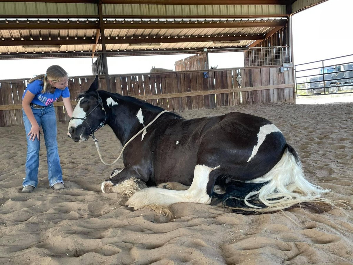 Cob Irlandese / Tinker / Gypsy Vanner Giumenta 8 Anni 142 cm Tobiano-tutti i colori in Bear