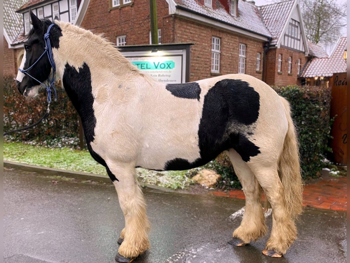 Cob Irlandese / Tinker / Gypsy Vanner Giumenta 8 Anni 143 cm in Eggermühlen OT Bockraden