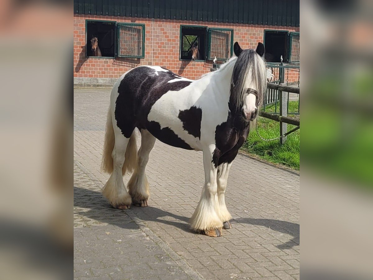 Cob Irlandese / Tinker / Gypsy Vanner Giumenta 8 Anni 144 cm Pezzato in Westerstede